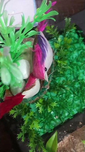 habitat diorama model project ✨️ 👌 😍 😎