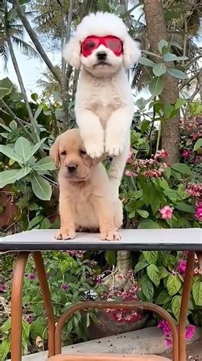 dog flying