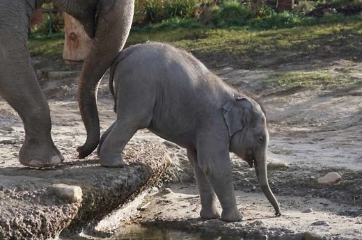 Mengulik Flora dan Fauna Khas Asia Tenggara Beserta Faktor Persebarannya - Bobo