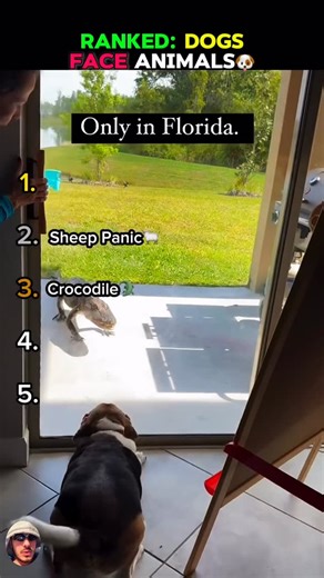 @dogmomentsclips on Instagram: "RANKED: DOGS FACE ANIMALS🐶 #dogshorts"