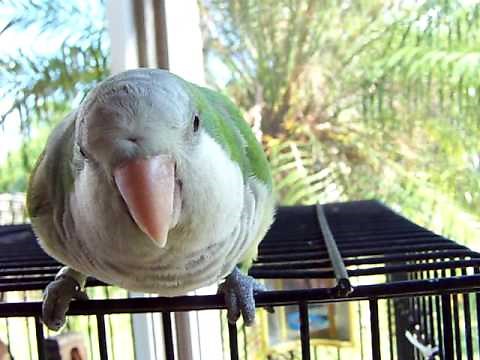 Quaker Parrot Talking, quacking like a duck, being cute