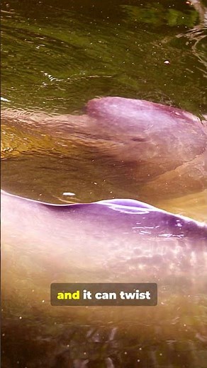 The Pink Dolphin of the Amazon | Nature’s Hidden Wonder 🐬🌿”#AmazonRiverDolphin #Boto #WildlifeShort