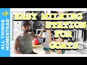 How To Build A Goat Milking Stand DIY - Dimensions Included! // Homesteading