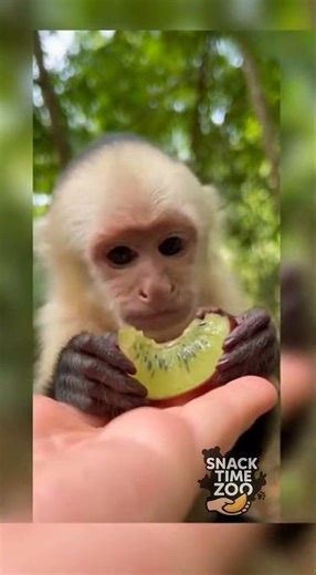 Baby Capuchin Monkey Tries Kiwi for the First Time 🐒🥝