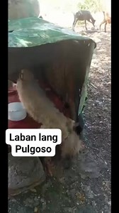 17K views · 1.1K reactions | Pulgoso , neglected dog. Rescued from Tanay Rizal . | Hope for Abused and Neglected Animals | Facebook