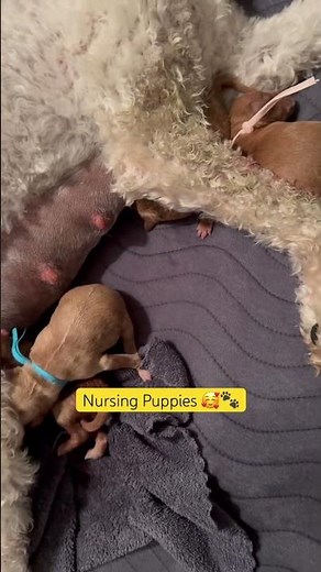 Newborn Goldendoodle Puppies ❤️🐶 #puppy #dog #cute