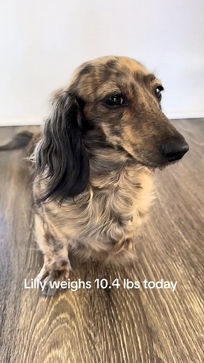 #minidachshund #brindle #dachshund | TopsailDachshunds