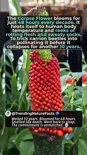 Smelliest Flower Ever😷| The Corpse Flower #corpseflower #titanarum