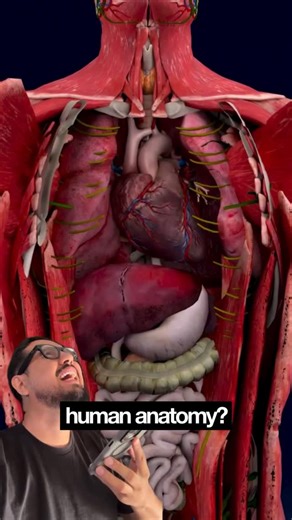 Thiago Augusto on Instagram: "With this site, you can learn everything about the human body — it’s amazing #jornadatopusa #tips #tech #tipsandtricks #gadgets #technology #ai #techno #ideas #technolovers #website #lifehack #lifestylehacks #humananatomy #anatomy #muscle #muscles #muscleanatomy"