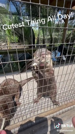 Adorable Asian Small Clawed Otters at Giraffe Ranch - Florida Zoo Experience