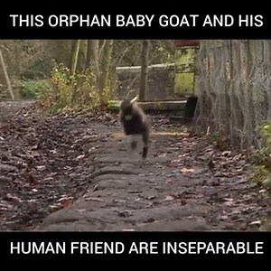 Orphaned baby goat and his human friend are best buds. Via HypeDojo. | Animals Being Awesome