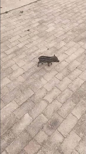 Wild Boar Mommy And Babies Walking 🐗 #wildboar #animal #wildlife