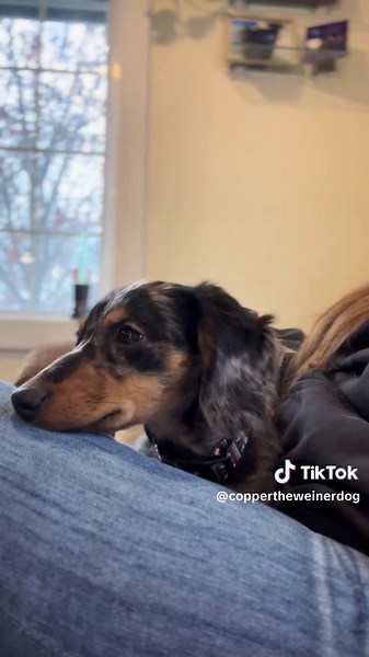 Copper’s review of this song: 10/10 would howl again. 🎶 #DogReview #MusicCritic #dachshundsoftiktok #dappledachshund #dogsoftiktok