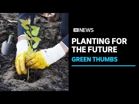 Thousands of new seedlings to grow Perth's tree canopy | ABC News