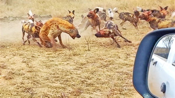 3.8M views · 40K reactions | Incredible sighting of a hyena screaming as an entire pack of wild dogs attacks it. Watch as it runs to a tourist's car to seek shelter. | Latest Sightings - Kruger | Facebook