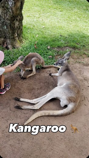 Ankur Korat on Instagram: "Up close with Australia’s iconic kangaroos at WILD LIFE Sydney Zoo! 🦘 Such a special moment seeing these amazing creatures in the heart of the city. Nature, wildlife, and unforgettable Sydney vibes all in one place! #kangaroo #sydney #wildlife #australia #naturelovers"