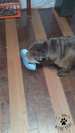 Shar-Pei Trooper is a Thief
