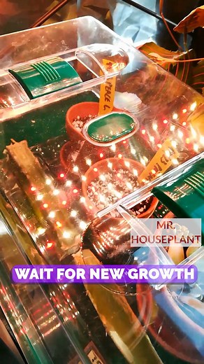 3.5K views · 57 reactions | Peace lily seeds propagation - What's the...