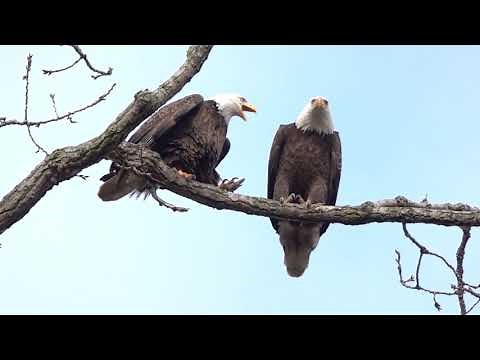 Bald Eagles Mating January 15,2020- Original-https://www.youtube.com/watch?v=qQxIau4hlvg