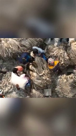 Bangladesh’s Jute Export Policy Sparks Debate Over Impact on India’s Jute Sector