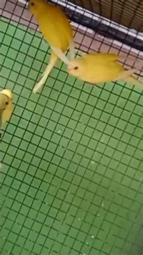 budgies baby short #birds