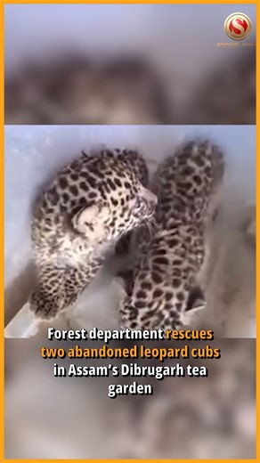 Forest officials in Dibrugarh took swift action after locals spotted two young leopard cubs abandoned in a drain at Greenwood Tea Garden and alerted authorities. The cubs, believed to be around two months old, were carefully rescued by the Dibrugarh Forest Department and given a health check, which found them in good condition. They are now being monitored under the department’s care before being gently guided back into their natural habitat. The rescue highlights close cooperation between the l