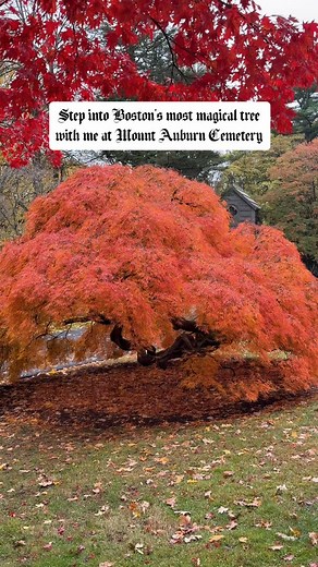 278K views · 36K reactions | The most magical tree in the Boston area...
