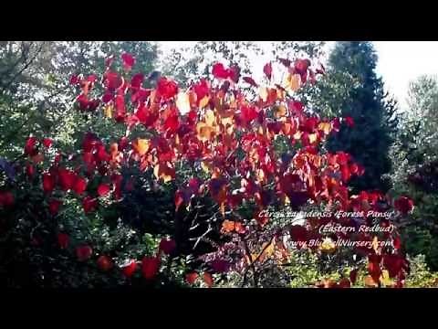 Cercis canadensis 'Forest Pansy'