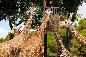 What Do Giraffes Eat: The Diet Of Giraffes