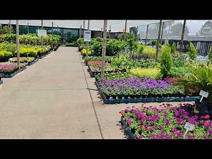 Shrubs Centre Nursery - Buy Pots, Cobbles, Perennials, Indoor Plants, Palms, Shrubs, Trees & Compost