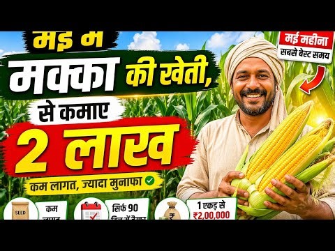 मक्के की खेती से 2 से 3 लाख कैसे कमाए | 1 एकड़ में मक्का की पूरी जानकारी