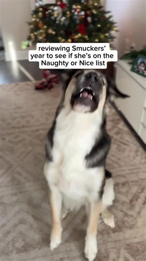 Levi 🐺 & Smuckers 🐶🍓 on Instagram: "naughty or nice list? #puppy #funnydogs #cutedogs"