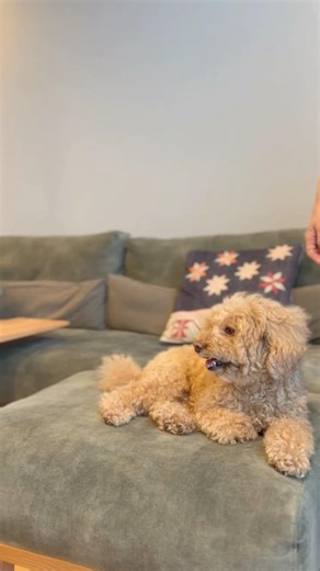 【新築ルームツアー】空と光を取り込む明るい2階リビングの家 #ルームツアー #roomtour #注文住宅