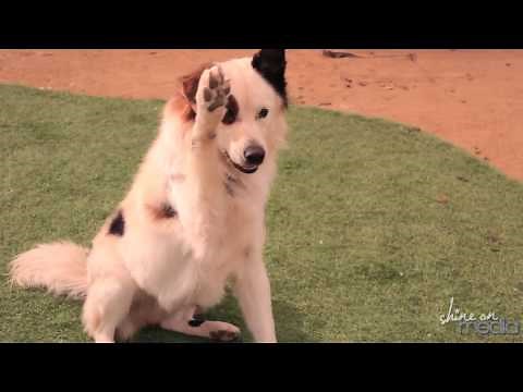 Meet Mick from Disney Channel's "Dog With a Blog"