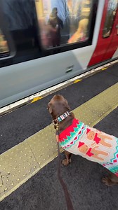 Hector in the big city 🐶🤎 Always so proud when I take him into London, he’s such a good boy! 🥹 | Hector the choco labo