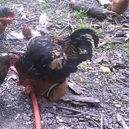 9.7K views · 170 reactions | “Rooster be like: ‘Trust the process.’ ” #kuroiler #chicken #chickenlover #BarredPlymouthRock #mating #reelsvideo #reelsfypシ #reelsvideoシ #ostrich #ostrichfarm#ChickenLife #FarmVibes #RoosterLife #VillageLife #FarmStory #NatureMoment | Zalatt Organic Farm | Facebook