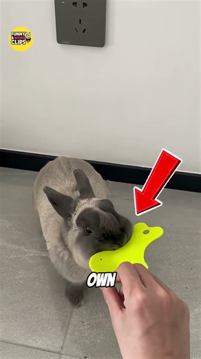 What Do Rabbits Do When They’re Happy 🐰😂