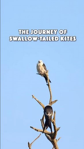 The Journey of Swallow-tailed Kites