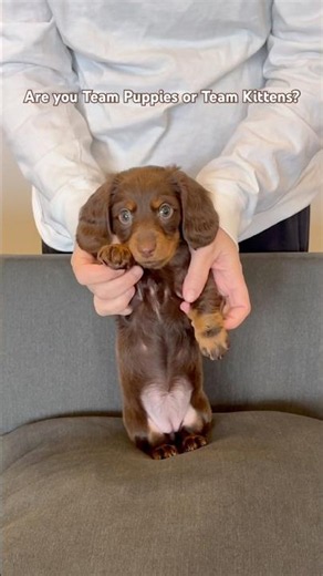 which team are you? #minidachshund #puppy #dachshundpuppy #dachshund #cutedog #cutepuppy #cutepet