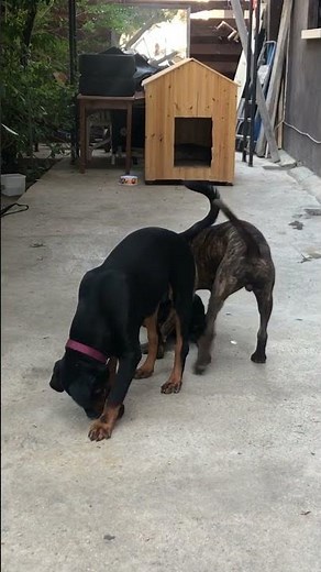 Pitbull Vs Rottweiler real fight