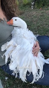 5.1M views · 230K reactions | We found mother goose! 謹殺 #Goose #Funny #Birds | Fur Family | Facebook