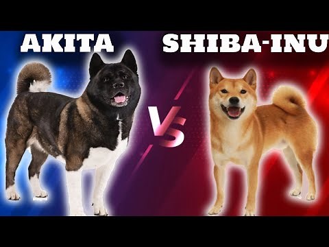 Akita VS Shiba Inu - Comparison