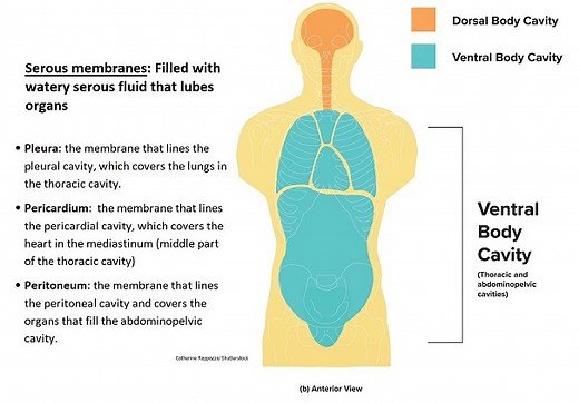 Body Cavities and Membranes