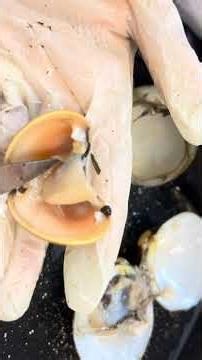 Clam dissection