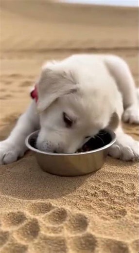 labrador retriever puppies playful and full of energy #animal life #doglover #pets