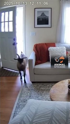 Chicken vs Cleaning Robot — Who Wins?! 🐔🤖💥