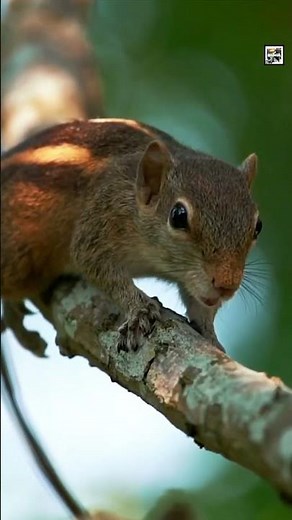 Chipmunks VS Squirrels Quick Facts | What's the Difference? - Animal a Day #shorts #animals