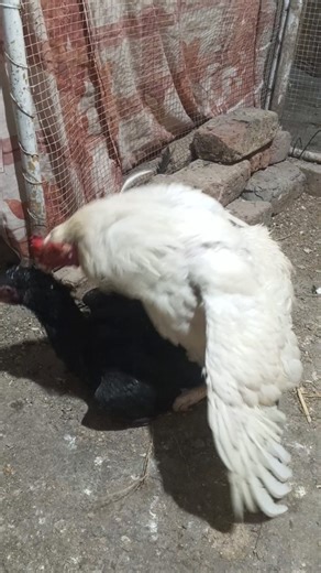 White Aseel Murga Black Mushki madi #pakistaniaseel #mianwaliaseels #aseelmurga #cheenaaseel