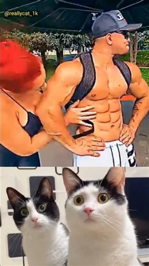 #CatFunny #FunnyCats #CuteCats #CatVideos #FunnyAnimals #Cats #Kitten #CatLover #CuteK