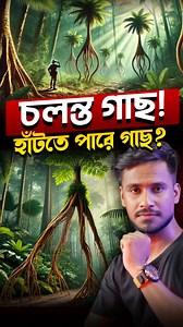 31 reactions | What is a walking palm tree? Socratea exorrhiza The...